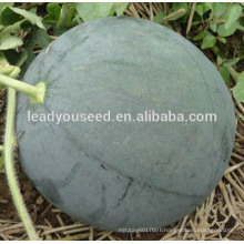 MW25 Shense deep green hybrid seedless watermelon seeds for planting